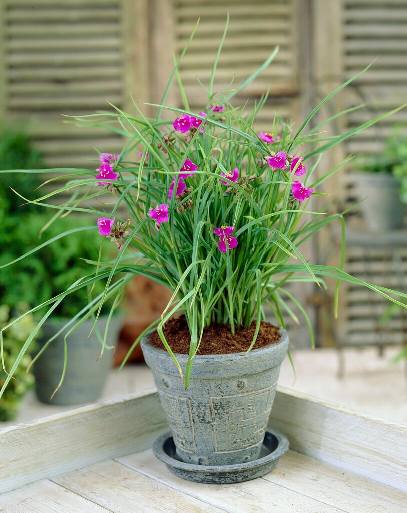 <i>Tradescantia</i> (Andersoniana Group) 'Satin Doll'
