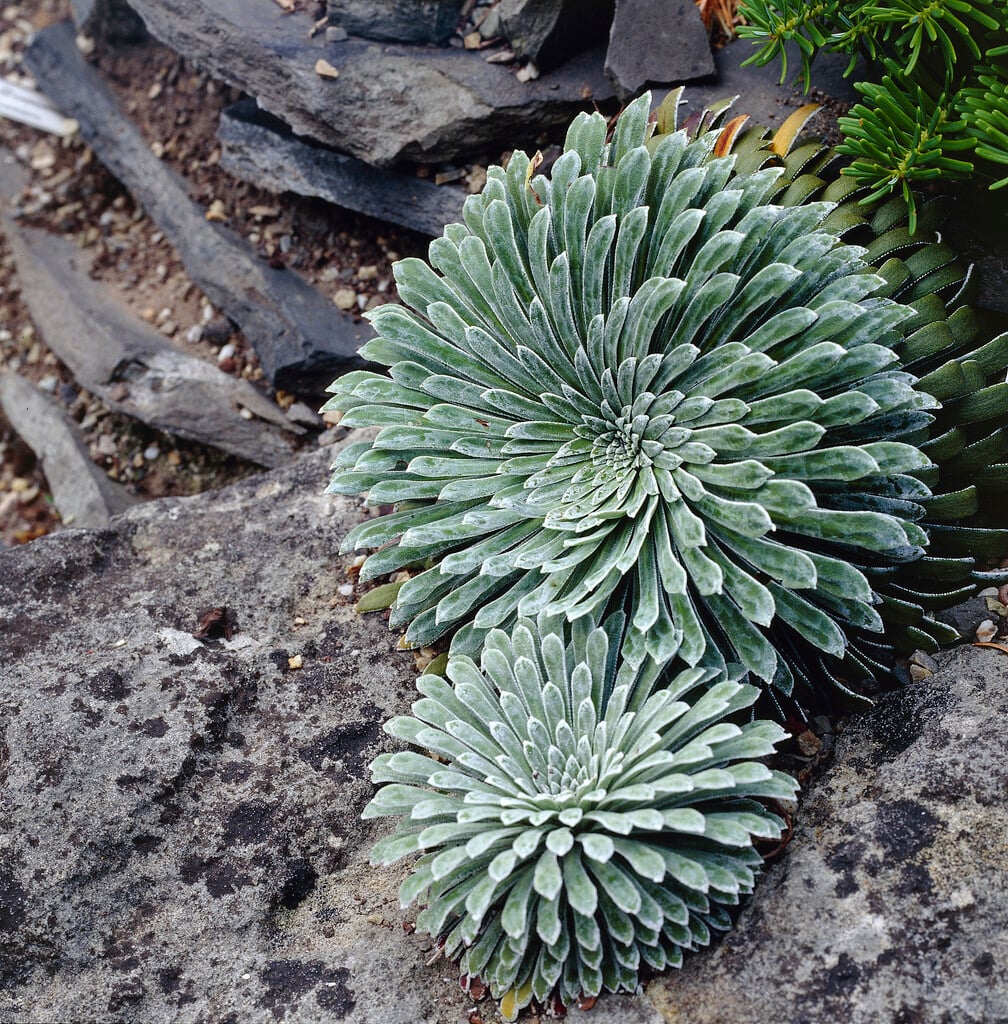 long-leaved saxifrage