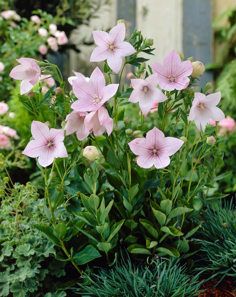 <i>Platycodon</i> <i>grandiflorus</i> 'Perlmutterschale'