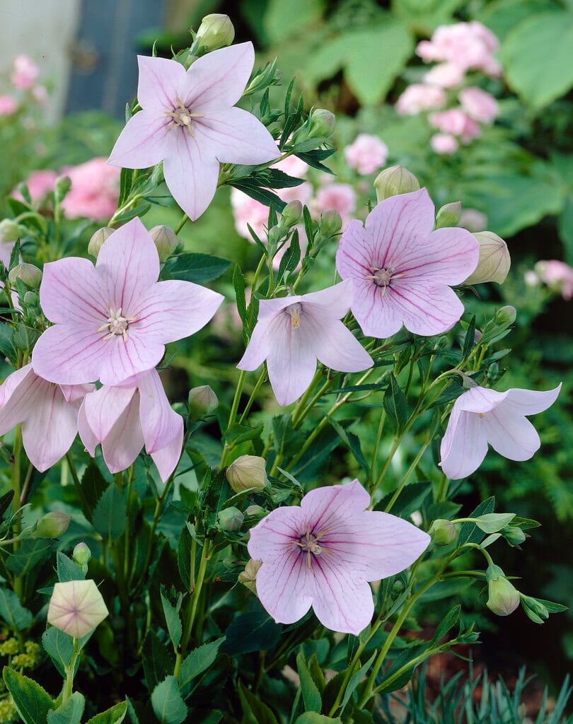 <i>Platycodon</i> <i>grandiflorus</i> 'Perlmutterschale'