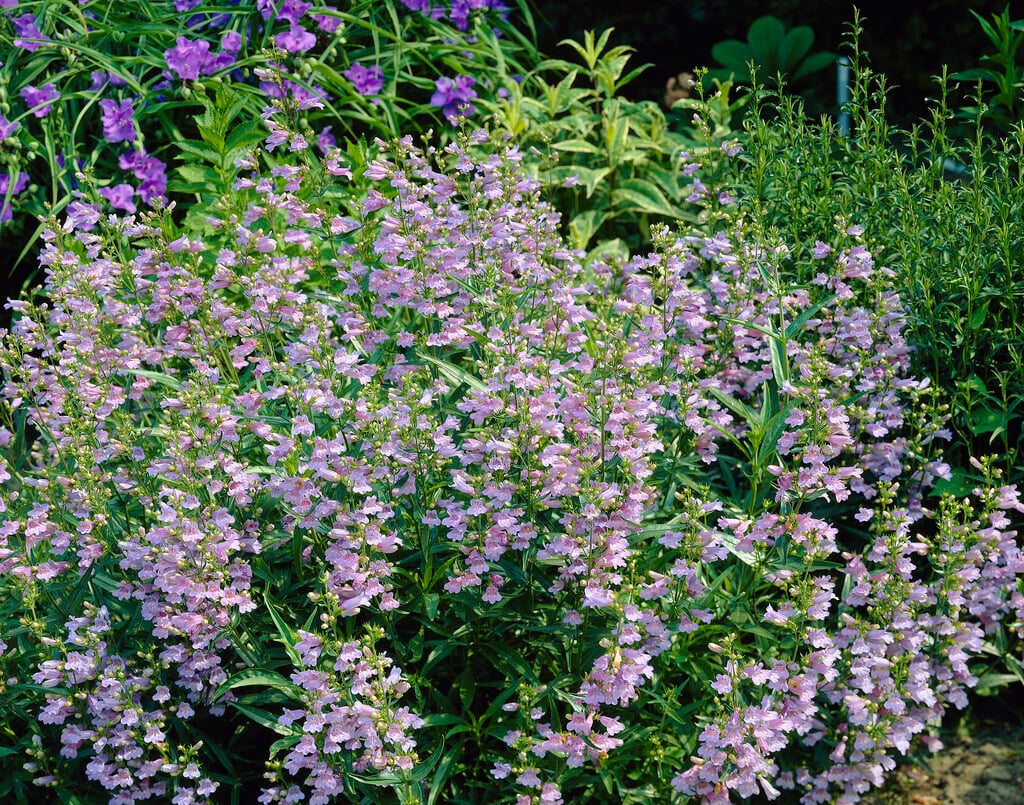 dwarf blue penstemon