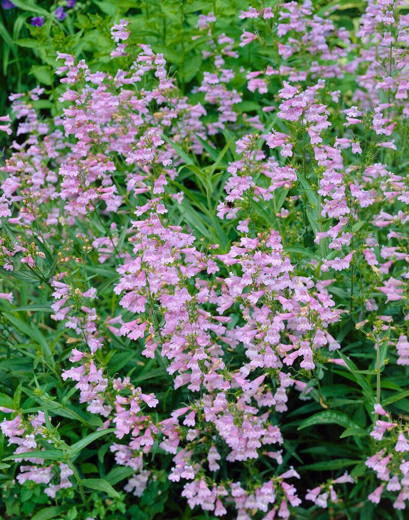 dwarf blue penstemon