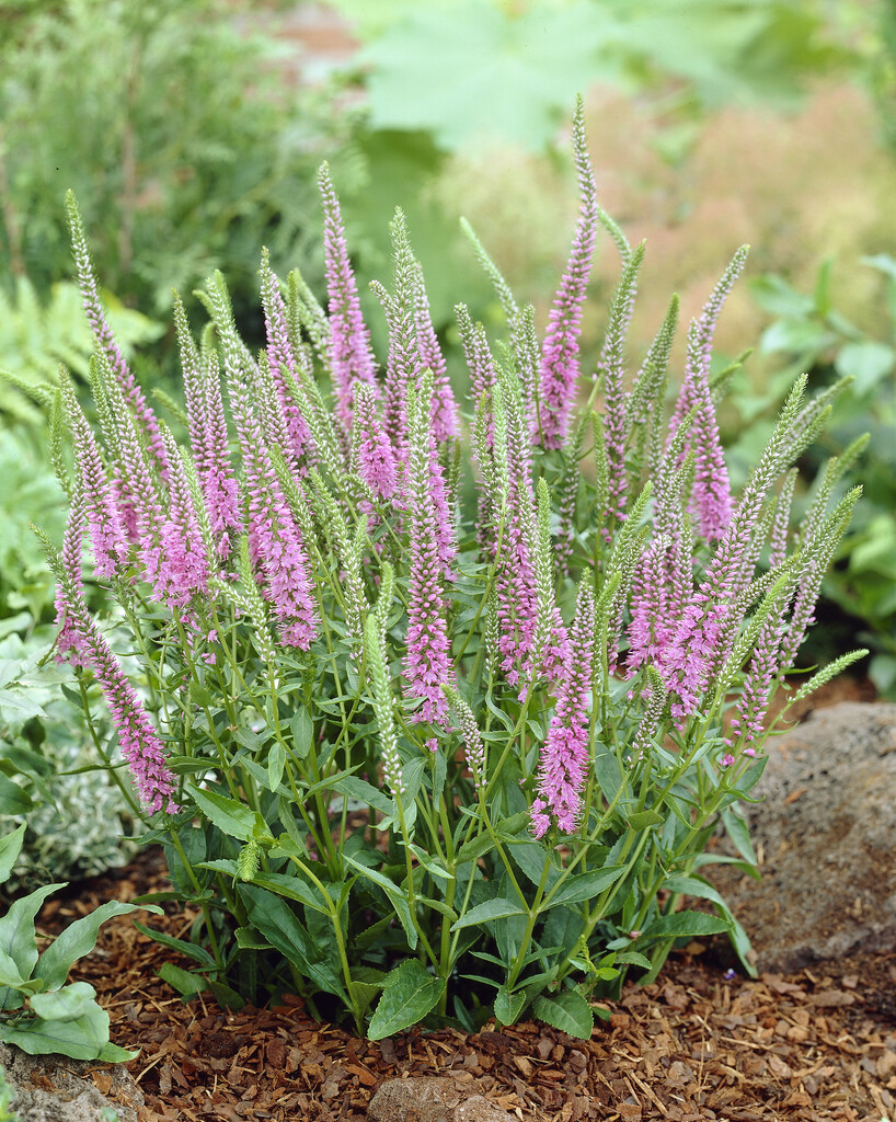 speedwell 'Baby Doll'