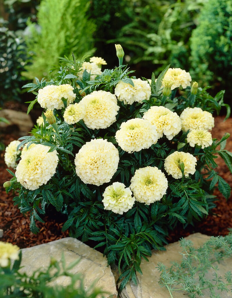 African marigold 'Vanilla'