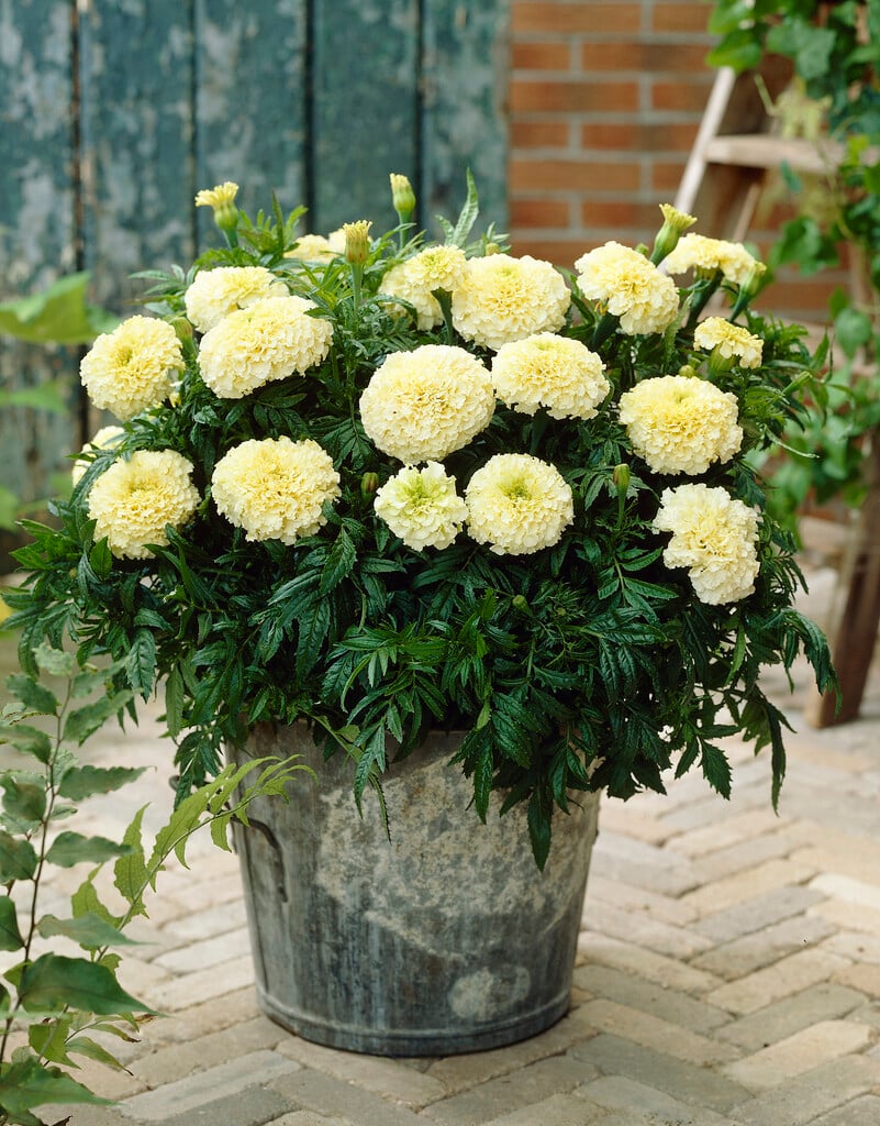 African marigold 'Vanilla'