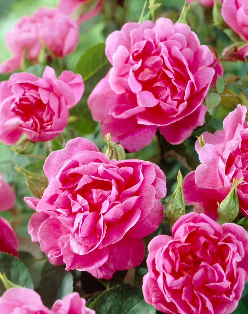 rose [The Countryman]