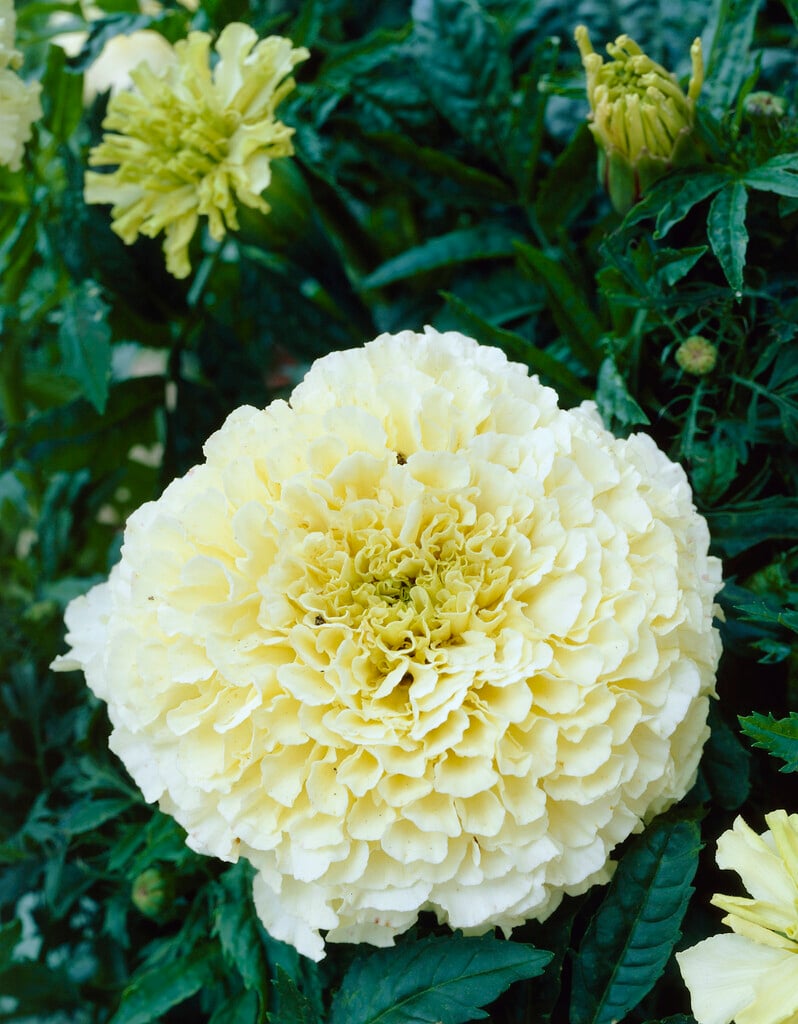 African marigold 'Vanilla'
