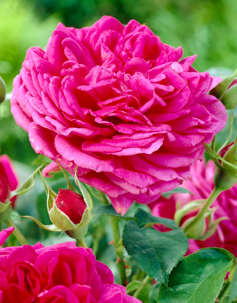 rose [The Dark Lady]
