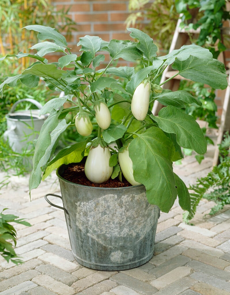 aubergine 'Mohican'