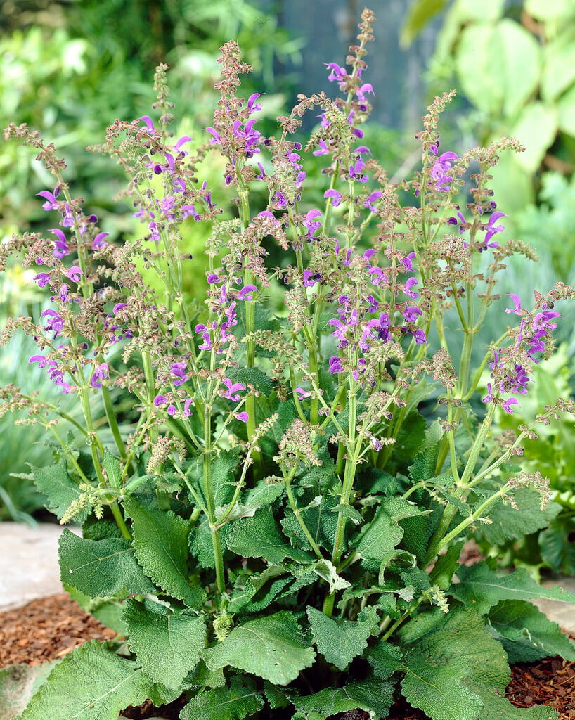 sage 'Blue Spire'