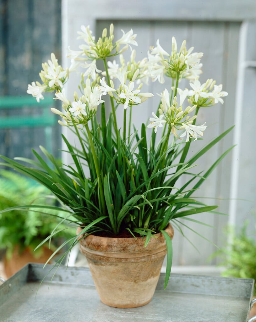 <i>Agapanthus</i> 'Little White'