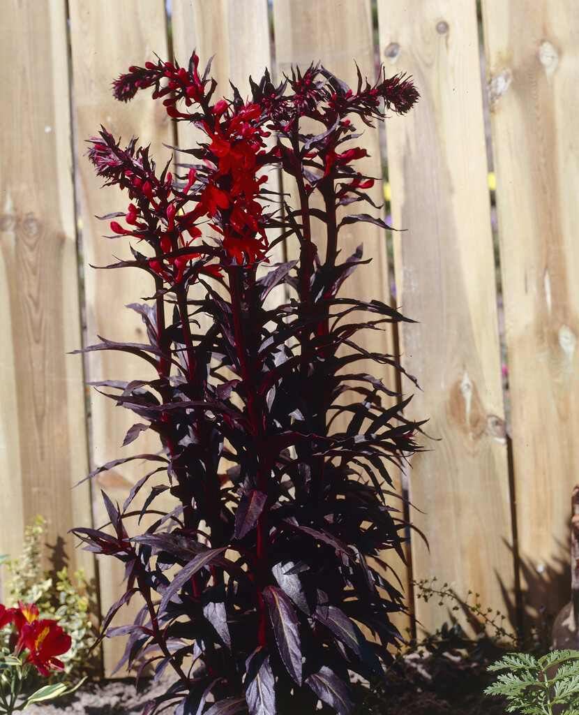 <i>Lobelia</i> <i>cardinalis</i> 'Elmfeuer'