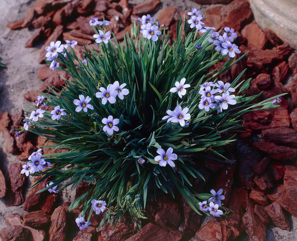 <i>Sisyrinchium</i> <i>idahoense</i>