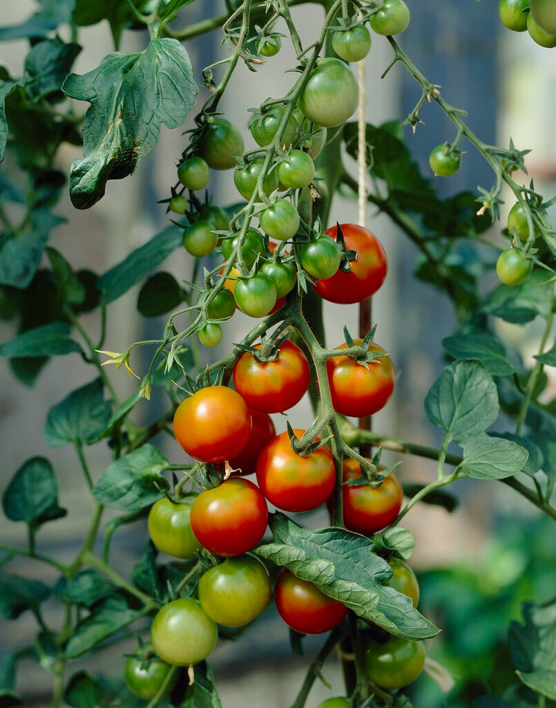 tomato (cherry) 'Sakura'