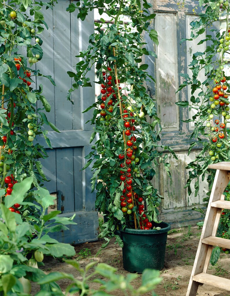 tomato (cherry) 'Sakura'