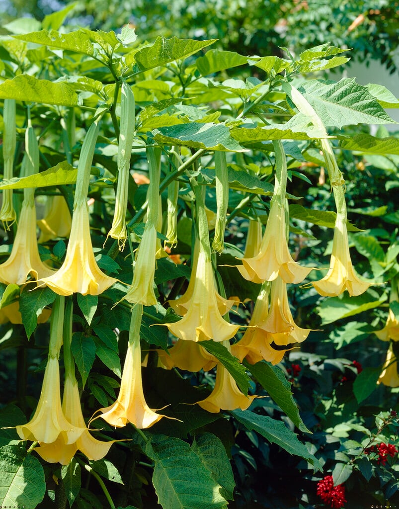 <i>Brugmansia</i> <i>aurea</i>