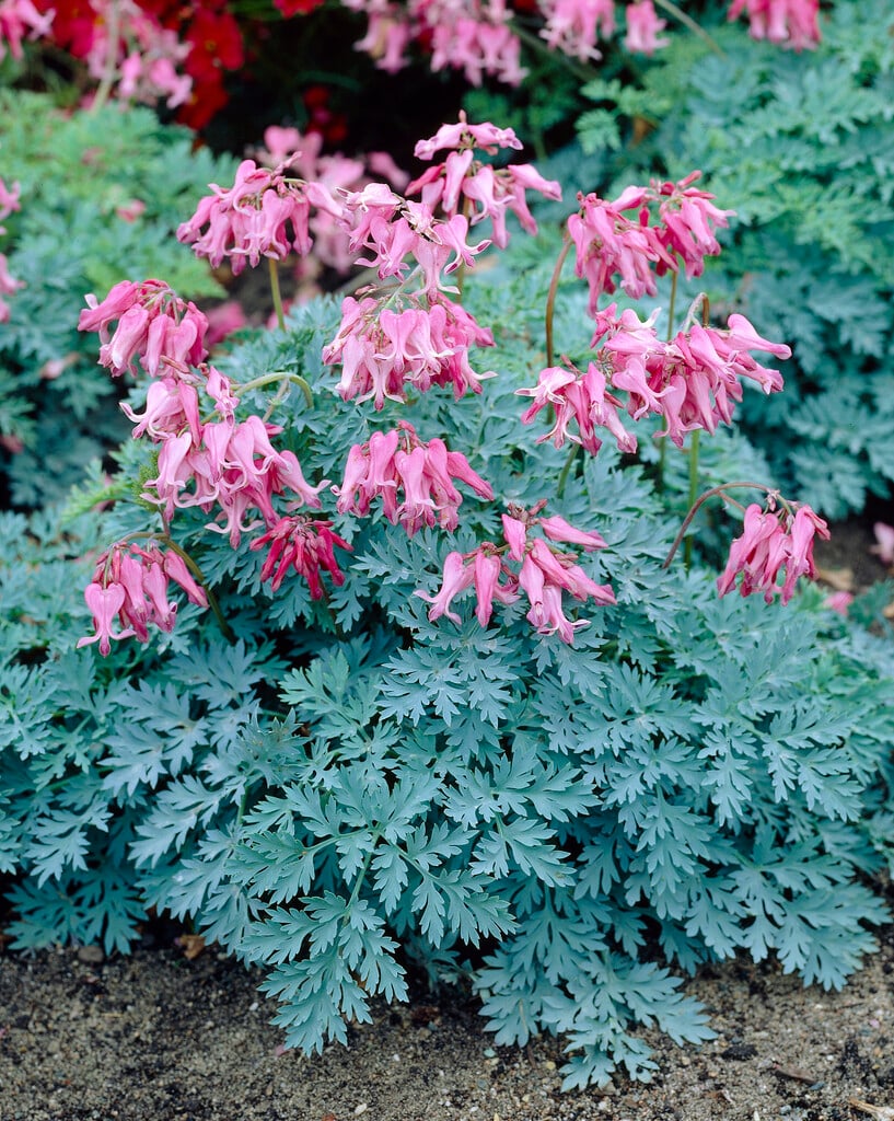 <em>Dicentra</em> 'Candy Hearts'<sup>PBR</sup>