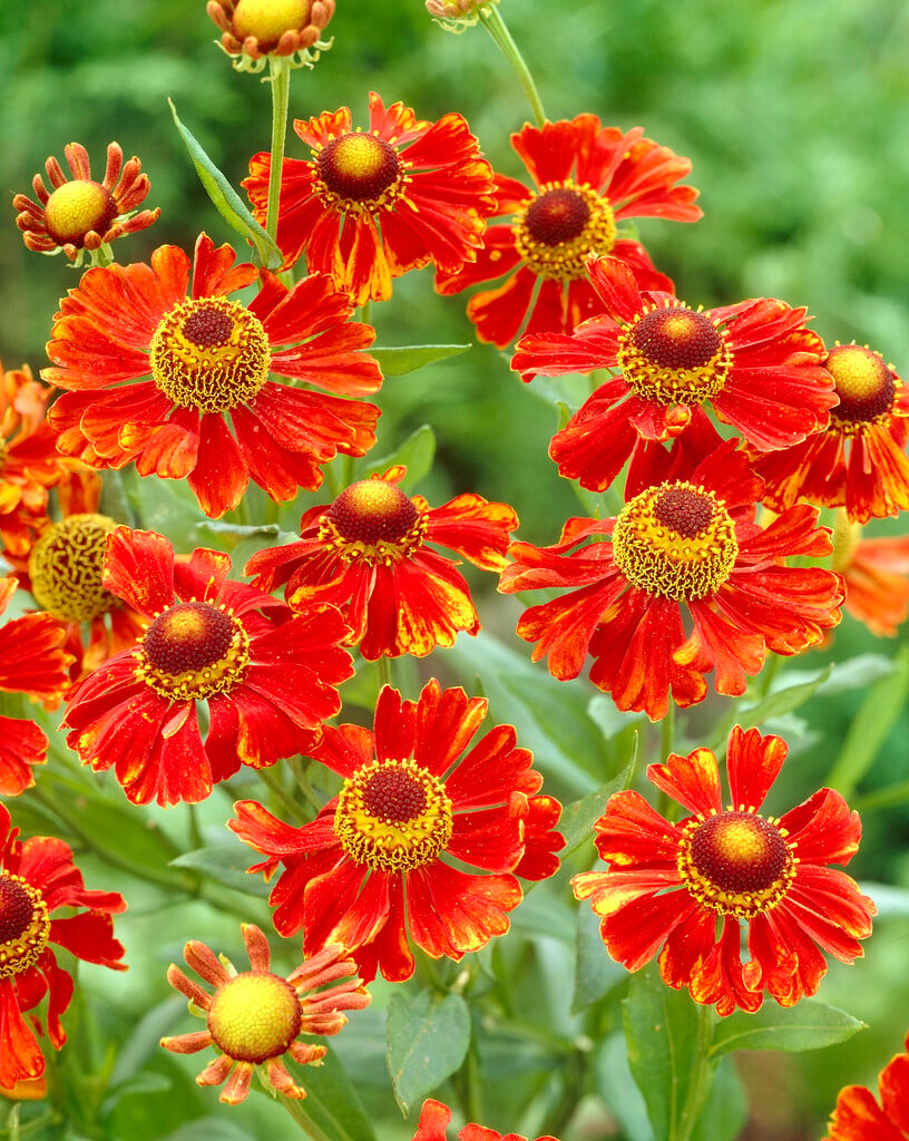 sneezeweed 'Goldlackzwerg'