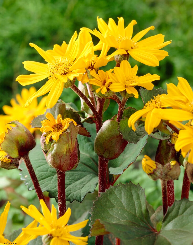 leopard plant 'Othello'