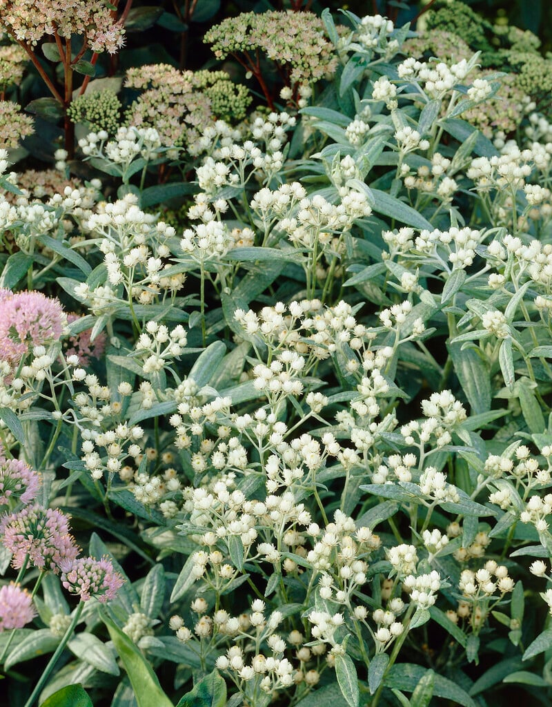 <i>Anaphalis</i> <i>nepalensis</i> var. <i>monocephala</i>
