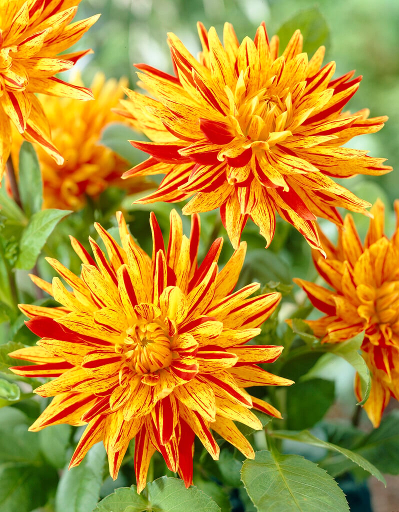 dahlia 'Striped Vulcan'