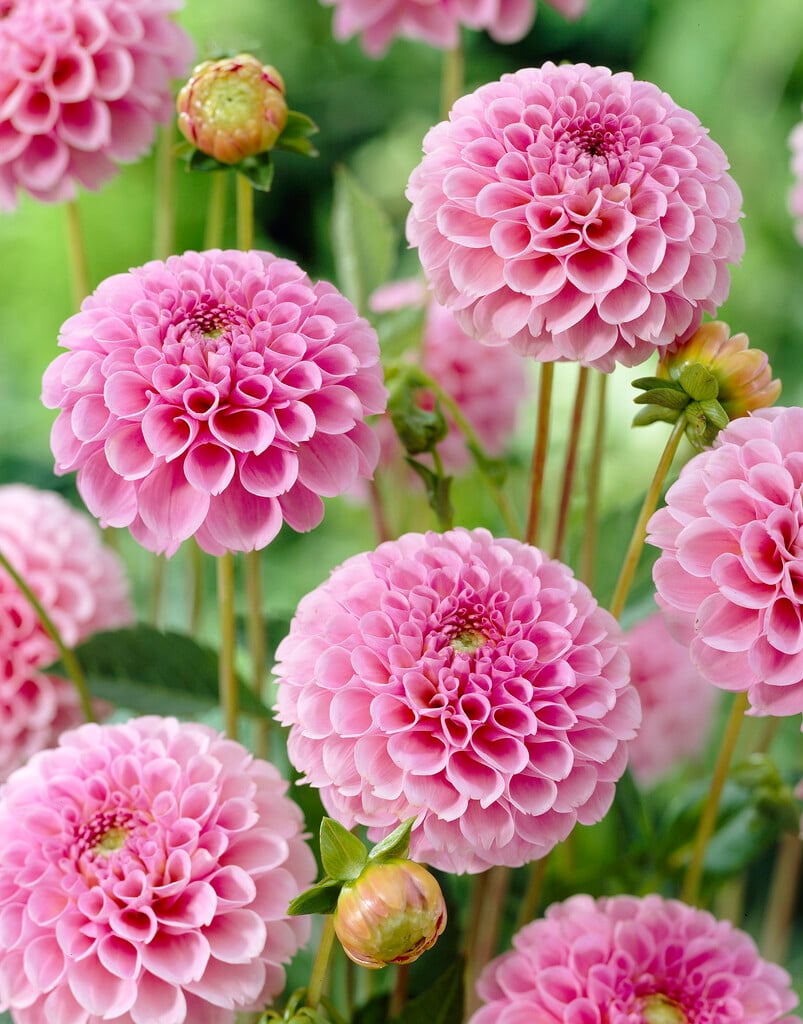 dahlia 'Stolz von Berlin'