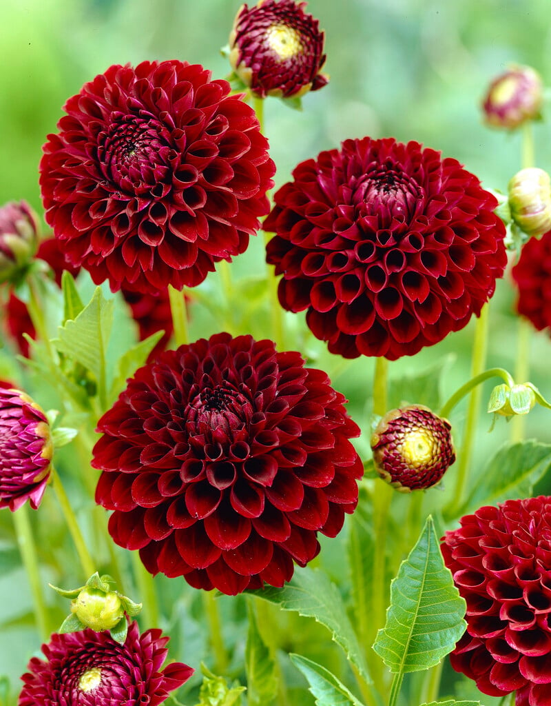 dahlia 'Tam Tam'