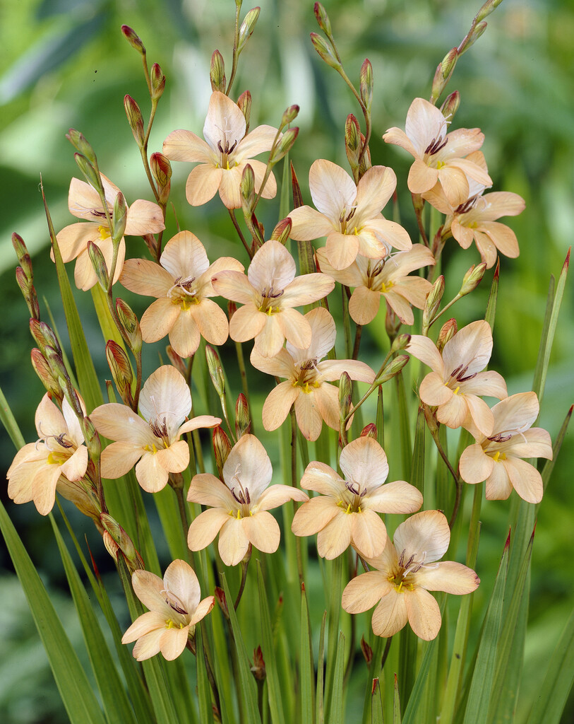 <i>Tritonia</i> <i>laxifolia</i>