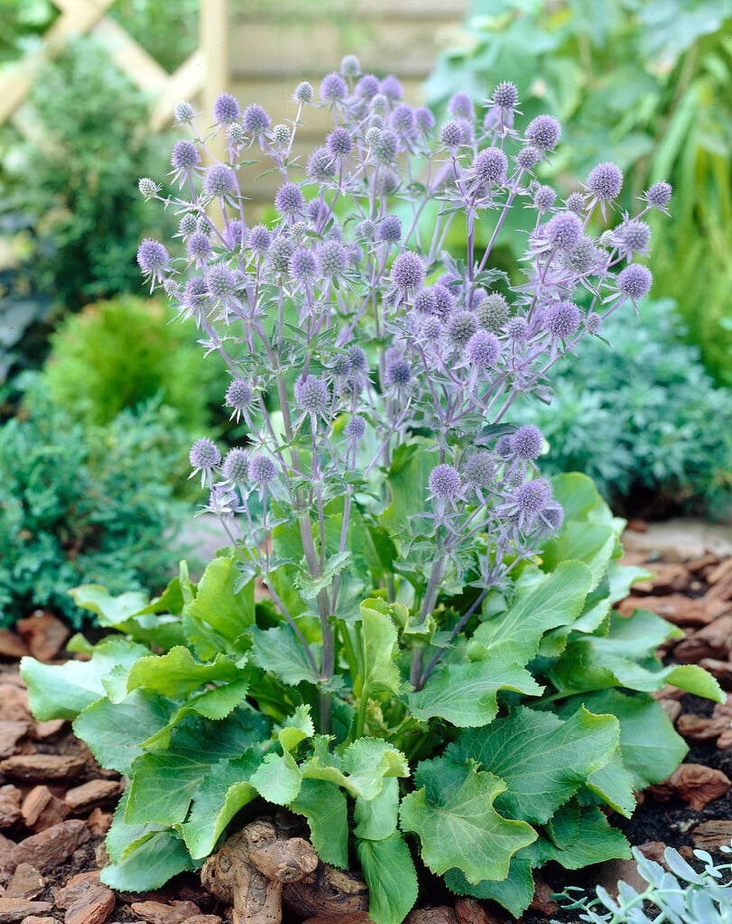 blue eryngo 'Blauer Zwerg'