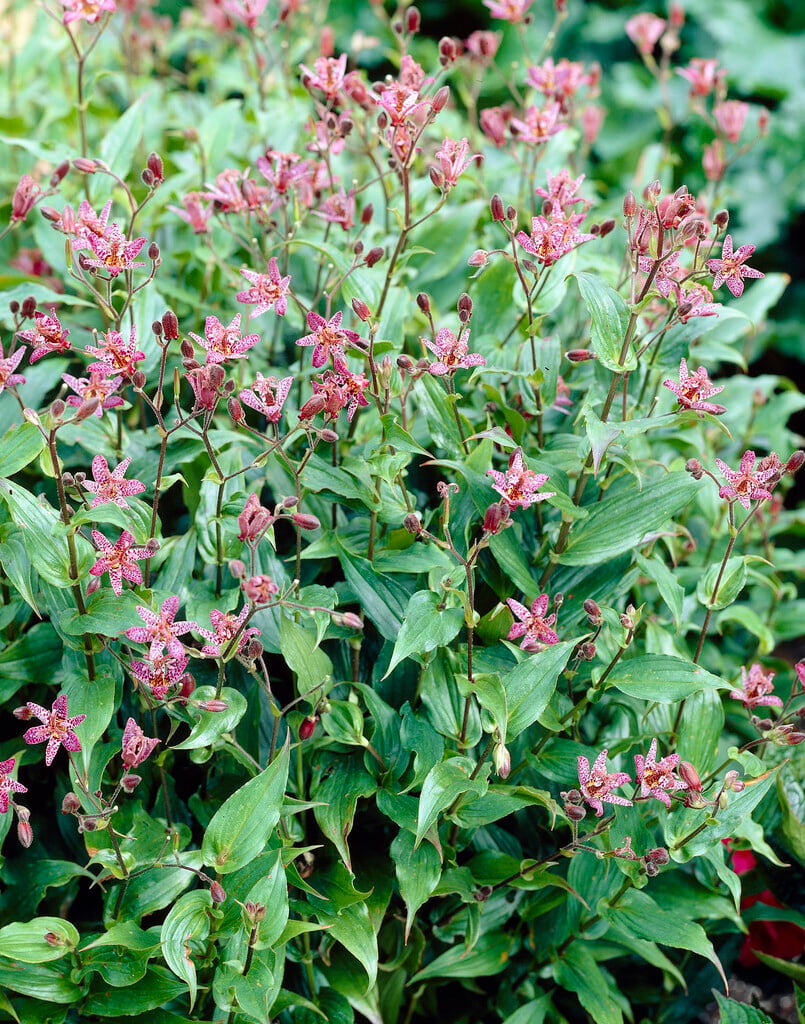 <i>Tricyrtis</i> <i>formosana</i> 'Purple Beauty'