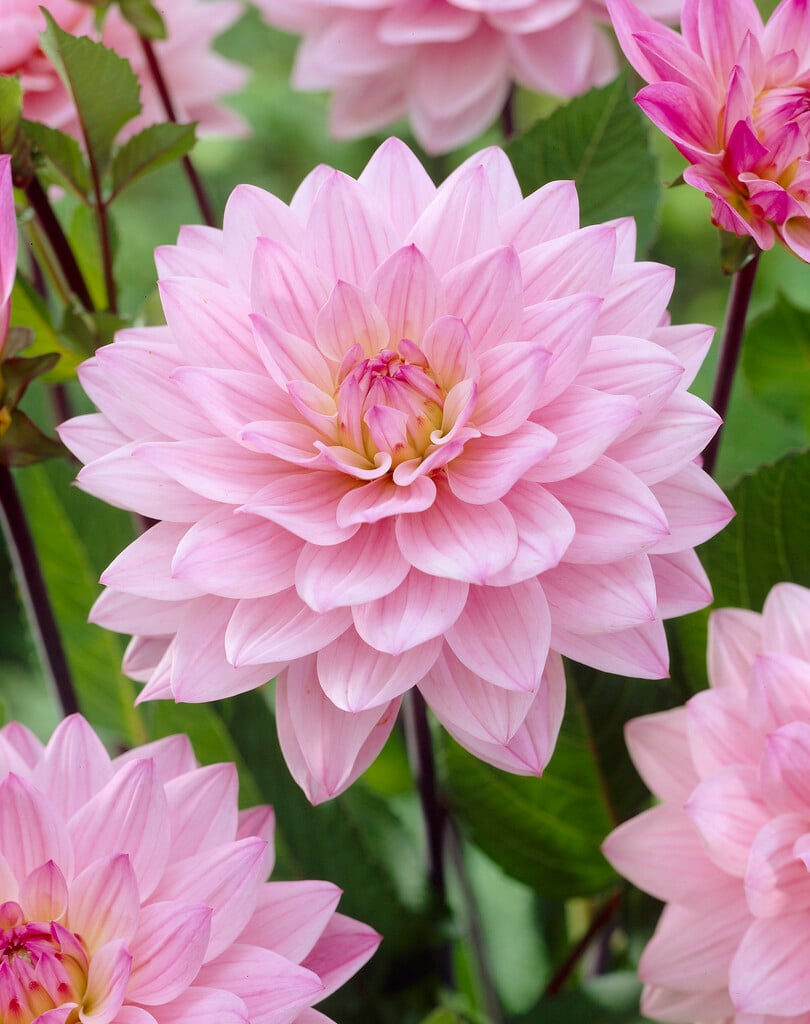 dahlia 'Karma Prospero'