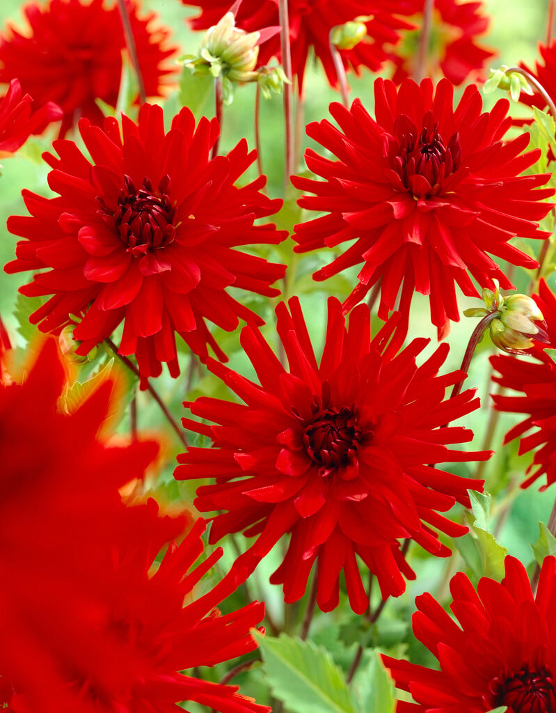 dahlia 'Burning Love'