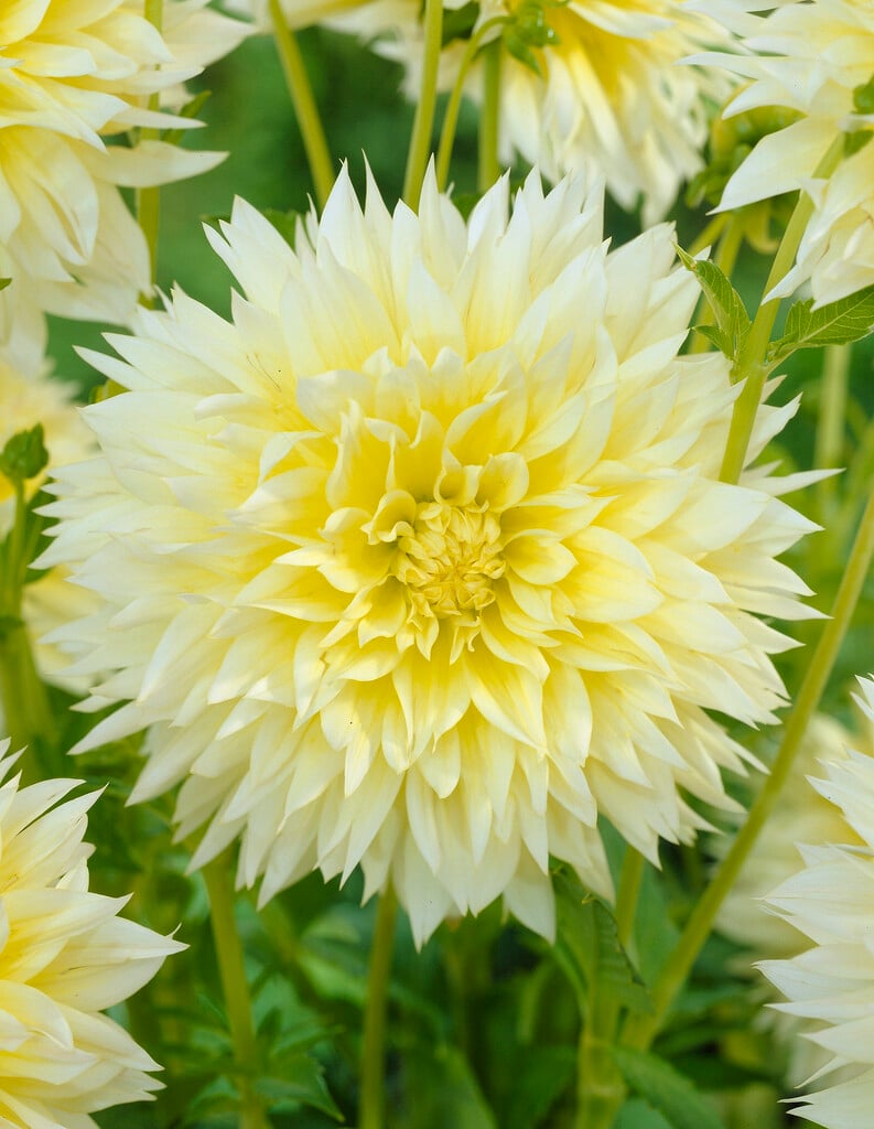 dahlia 'Canary Fubuki'