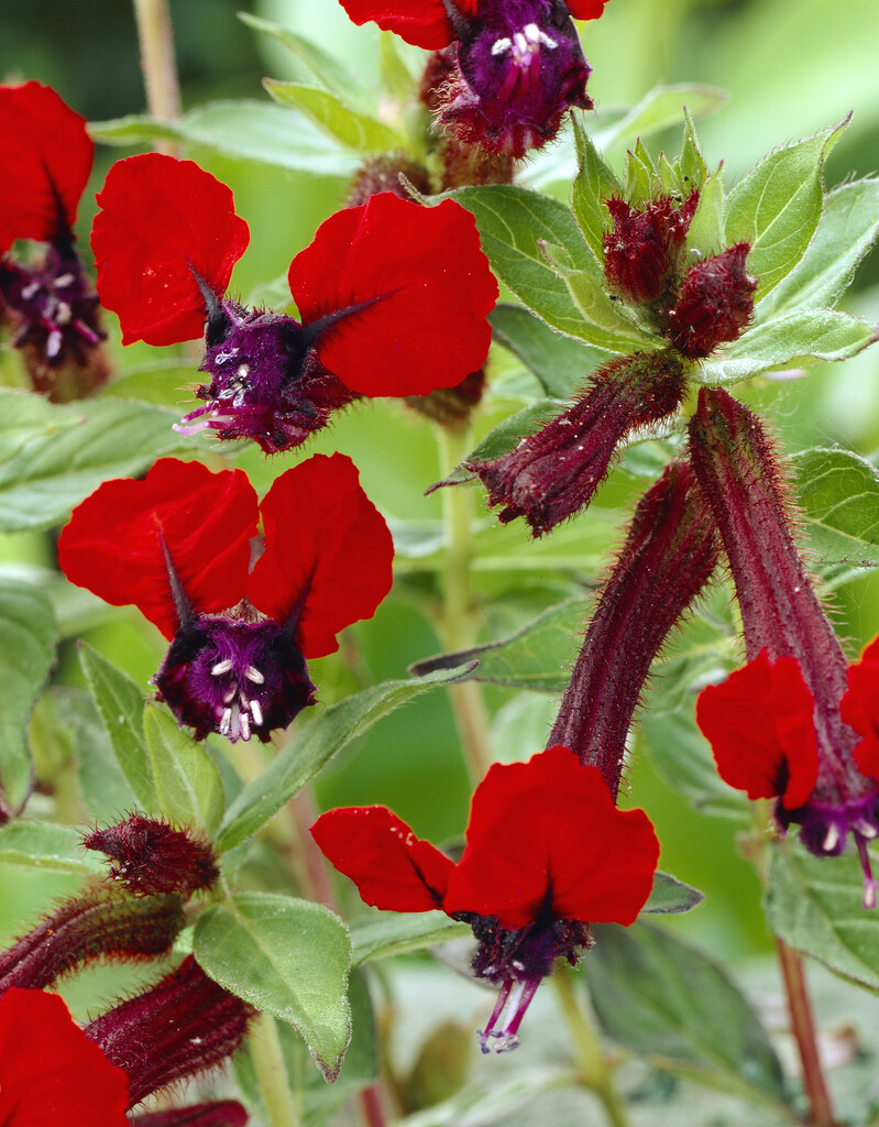 <i>Cuphea</i> <i>llavea</i> 'Torpedo'