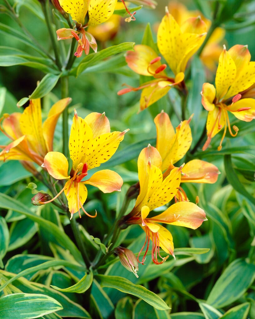 Peruvian lily 'Glory of the Andes' (v)