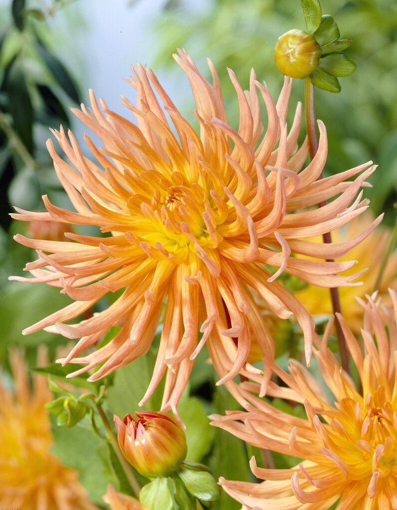 <i>Dahlia</i> 'Shining Star' (C)
