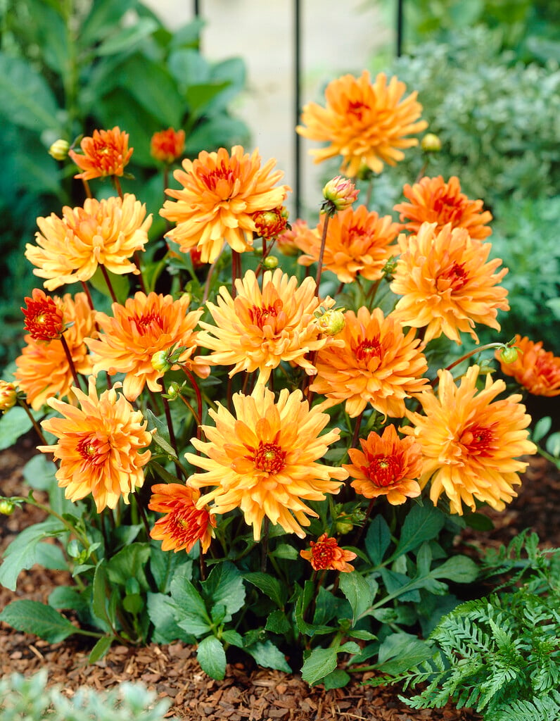 <i>Dahlia</i> 'Orange Pygmy' (S-c)