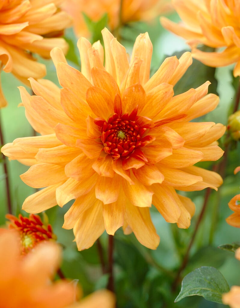 <i>Dahlia</i> 'Orange Pygmy' (S-c)