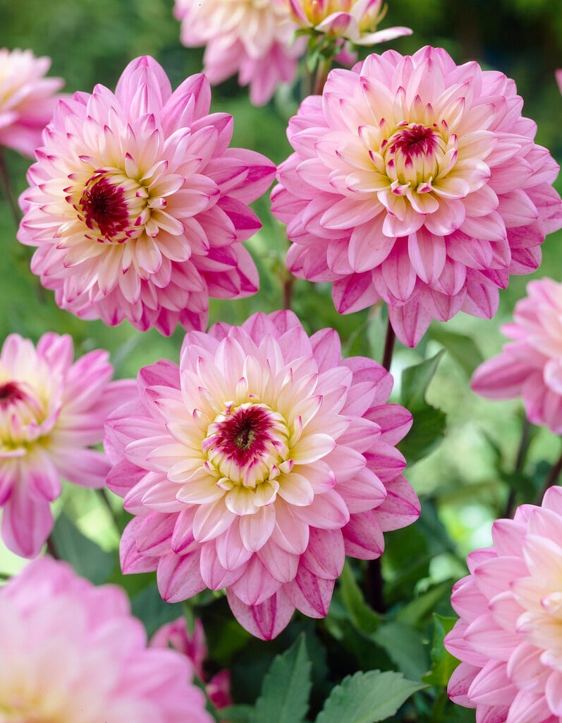 <i>Dahlia</i> 'Luka Johanna' (WL)