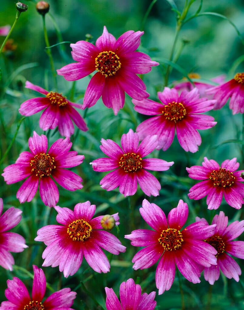 pink tickseed 'Heaven's Gate'