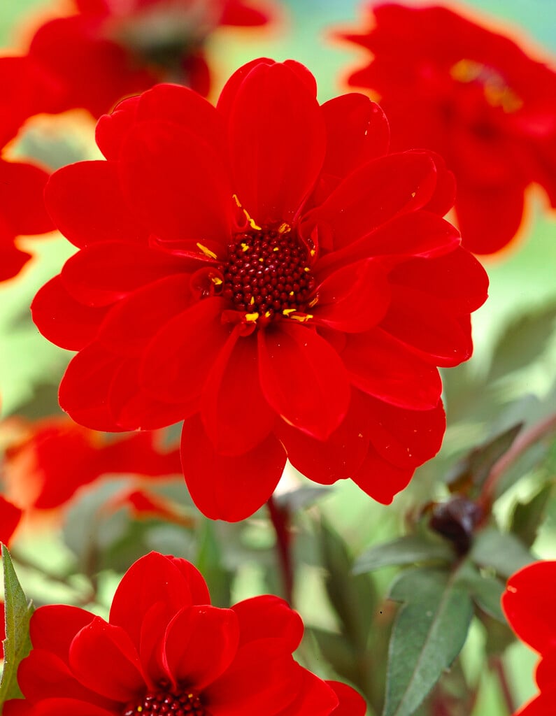 dahlia 'Bishop of Lancaster'