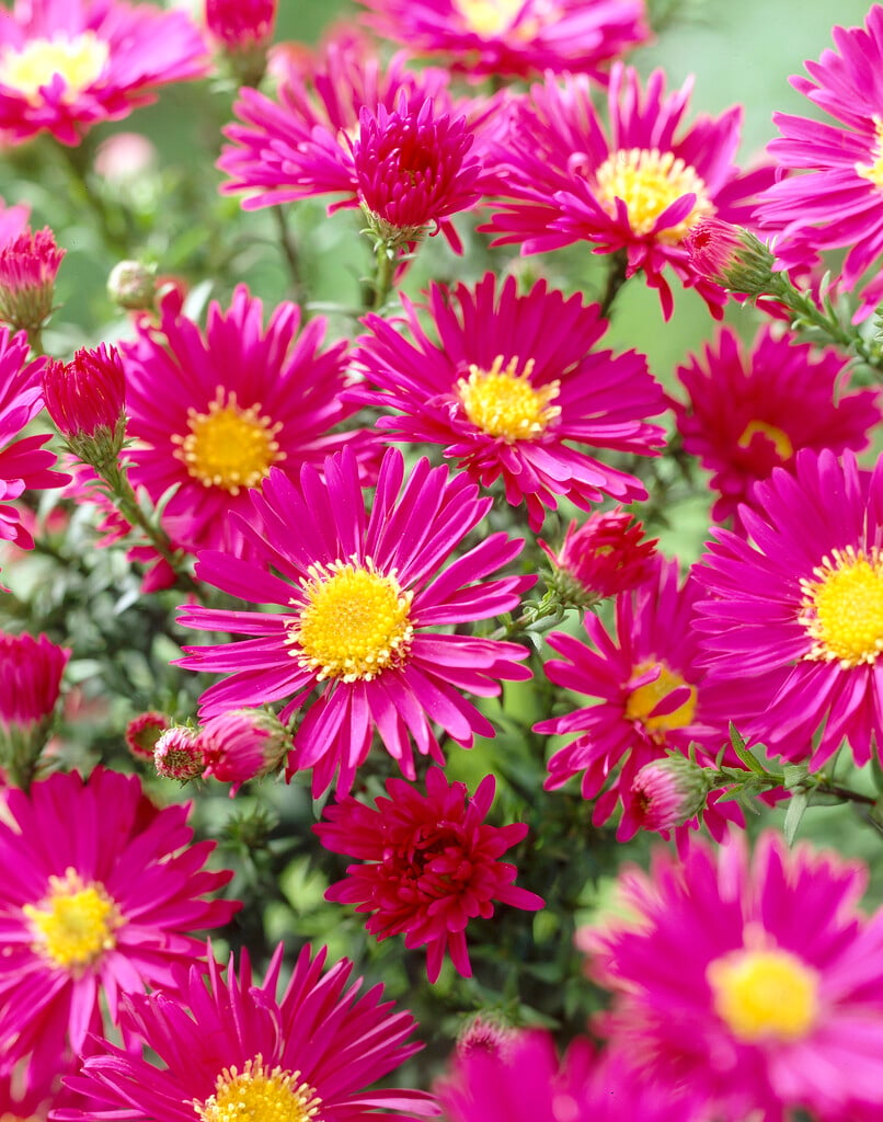 Michaelmas daisy 'Crimson Brocade'