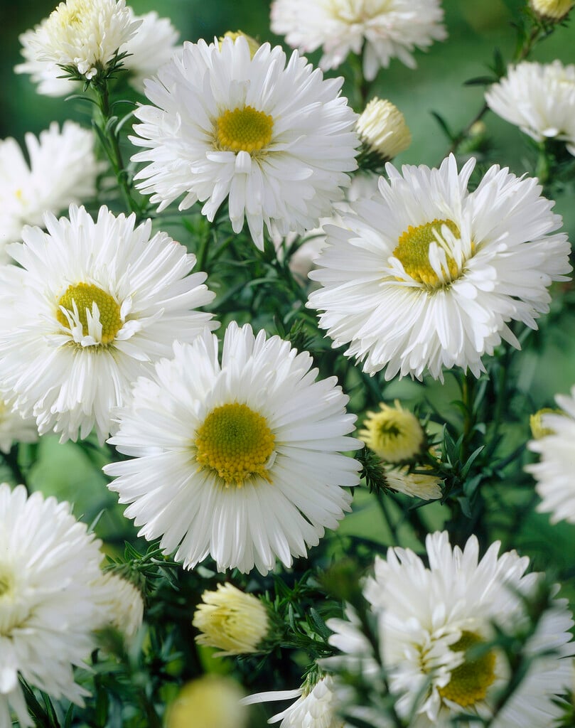 Michaelmas daisy 'White Ladies'