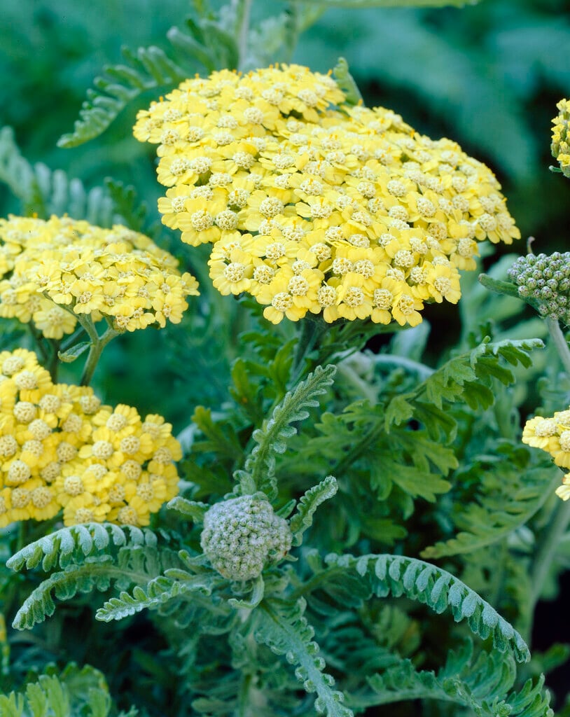 Egyptian yarrow