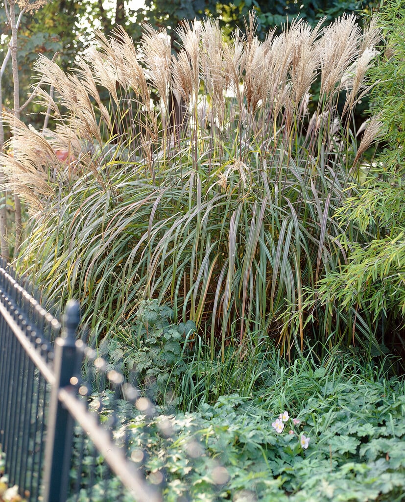 eulalia 'Zwergelefant'
