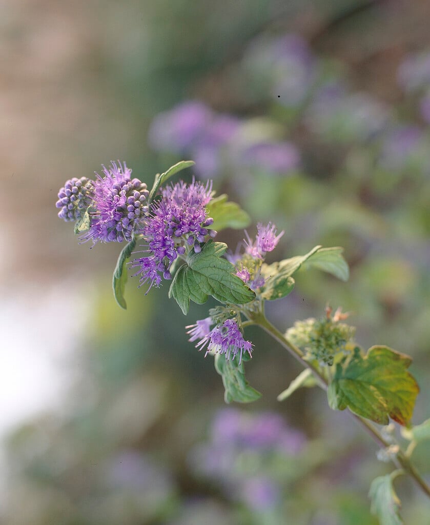 bluebeard