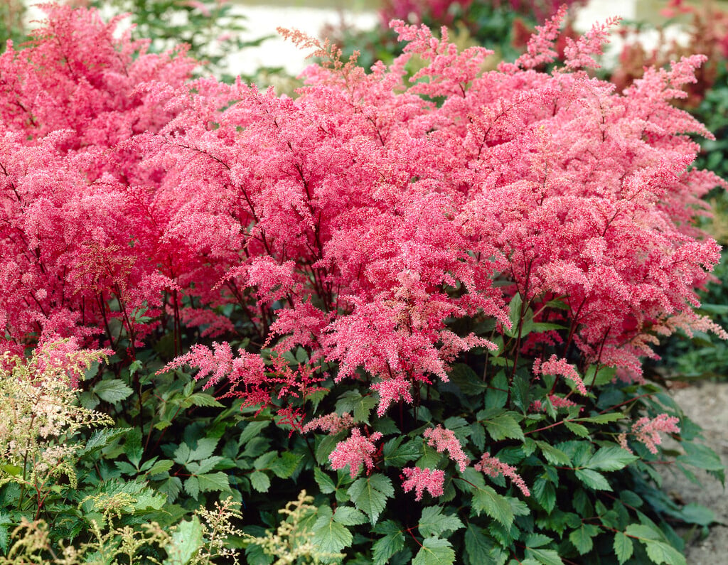 astilbe 'Aphrodite'