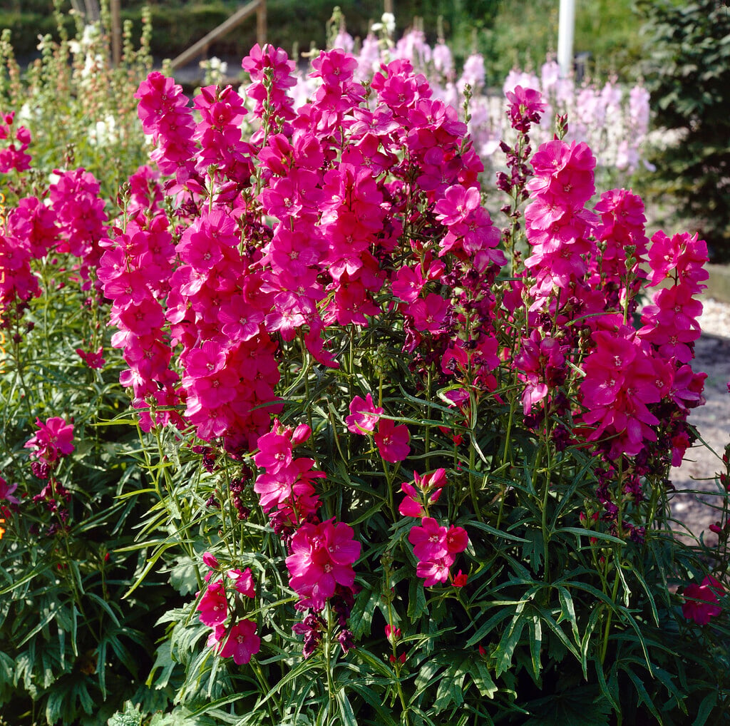 <em>Sidalcea</em> 'Brilliant'