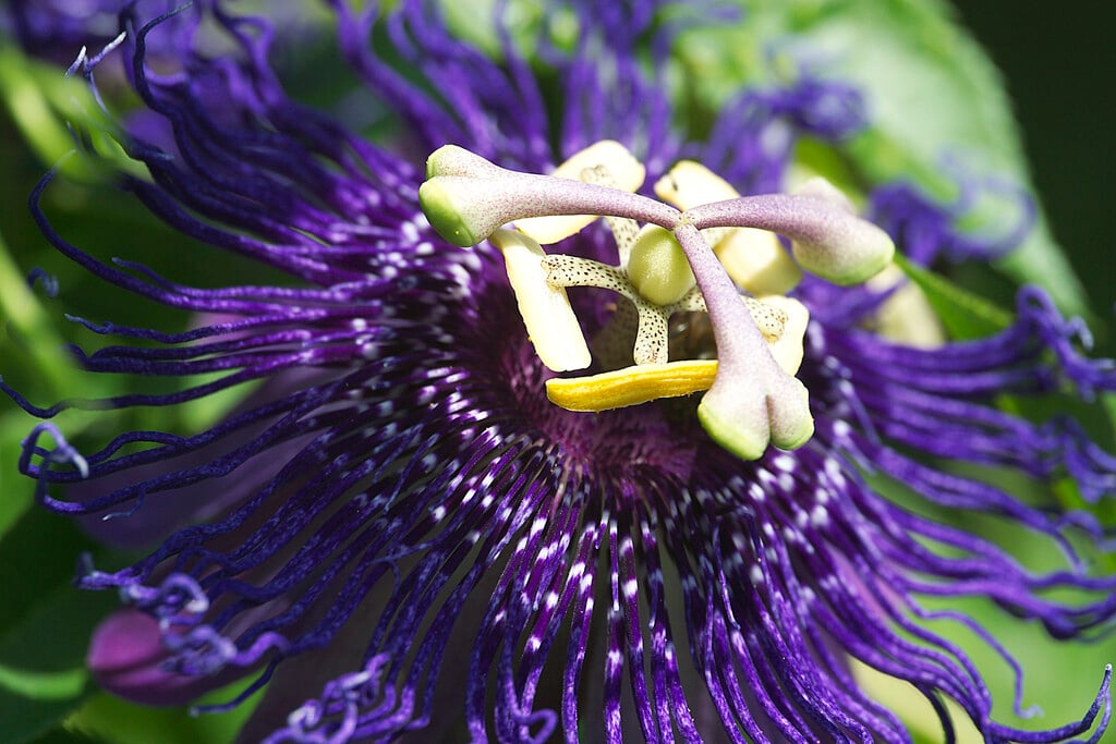 <i>Passiflora</i> 'Blue Velvet'
