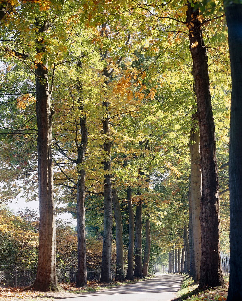 red oak